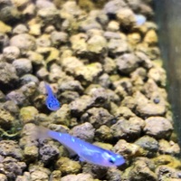 メダカの様子 水面でパクパクしてる 大丈夫 癒される水の世界 アクアリウムやビオトープで日々の癒しの時間を