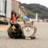 隣県離島のねこさん