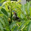 日本　5月22日文殊の森公園の野鳥たち