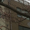 冬の桜II