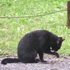 街中の動物・猫