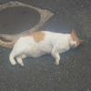 猫だんな日記  2024/10/10・12・14