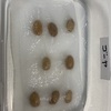 ゴーヤの水耕栽培