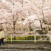 疏水分流の桜・松ヶ崎あたり