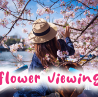 日本の文化「お花見」は英語で？お花見について英語で説明してみよう