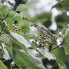 東京23区の野鳥　エゾビタキ・ノバリケン他　２０２４年１０月６日