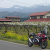 バイク GSX250R バイクと菜の花と吾妻の雪うさぎ・・