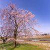 くれはおとめしだれが見頃に：呉羽山公園