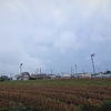 浜ちゃんの散歩道(８０)　　茶畑を刈込した朝の風景と激しい雨の後の草花の表情