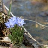 湿地を彩る早春の花〜ハルリンドウ、ショウジョウバカマ、シデコブシ