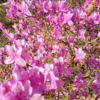 花盛り