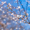 冬に咲く富山の桜