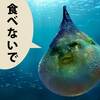 魚さかな肴