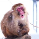 サル太の岡山ふろ巡り　