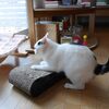 ２０１８年のただいま劇場