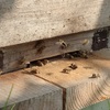 雄蜂も居て　興味を示して　Male bees are flying, too