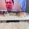 狛猫兄妹