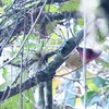 ズキンベニアメリカムシクイ Pink-headed Warbler
