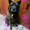 歯磨きと健康寿命。