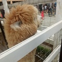 さびおの定ちゃん