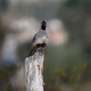 ズアカカンムリウズラ(Gambel&amp;#039;s Quail)