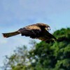 中沼田上空を飛ぶトビ