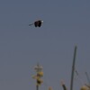 アフリカレンカク(African Jacana)とカマキリ(Mantis)