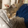 光熱費高騰のおり関西電力と九州電力のエリアがうらやましくてたまらない