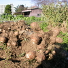 唐の芋と土垂（里芋）、全部収穫
