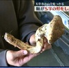 天草市の山中で珍しい形のマツタケ見つかる【熊本県】