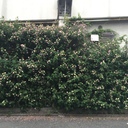 mint日記