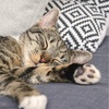動物における睡眠の重要さ