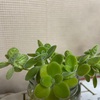 冬越えした植物たち