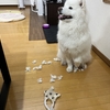反省したフリ⁇