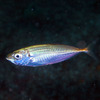 【マアジ】（25/7/1）－「ぐらんぶる」の舞台・川奈の海の魚たち
