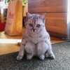 教師が高速道路を運転中、飛ばし過ぎてオービスに捕まる。。