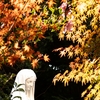 Colors surrounding autumn prayers