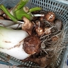 今年の里芋は大量そうだ！2024/10/18