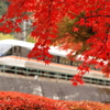 巴淵で383系「しなの」を撮る　紅葉の木曽・伊那 撮り鉄遠征⑧