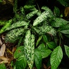 Aglaonema pictum"Multi color"HD from Aceh barat【AZ0420-1j】