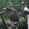 Dark Steller's sea eagle solves 100 year debate