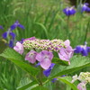 まんぼぅくん、　綾瀬の菖蒲園　　その16