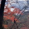 黒川温泉の植物は。