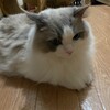 こうちゃんの月命日。ふくちゃんが猫かばんに乗ったこと。