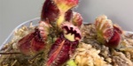 セファロタス成長記録=2026/5月3日 #食虫植物 #セファロタス #icos #著作権無料 #BGM