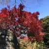 【鎌倉いいね】まだまだ鎌倉の紅葉は楽しめます(12月17日現在）