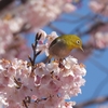 鳥撮散歩　懲りずにメジロと河津桜😊。そして2年ぶりに会うエナガ(^^)/