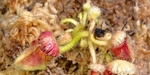 セファロタス成長記録=2026/9月20日 #食虫植物 #icos #BGM #ボカロ #初音ミク
