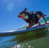 アメリカ　カリフォルニアでは「世界ドッグサーフィン選手権2024 World Dog Surfing Championships」が開催されました