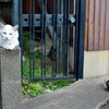 夕暮れの散歩で白ネコの親子に出会う